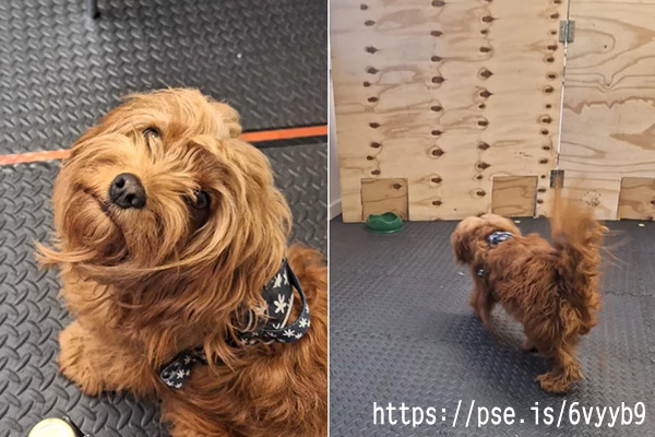 XAO 欰jP Stressed Out? So Is Your Dog